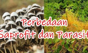 Perbedaan Saprofit dan Parasit