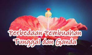 Mengenal Perbedaan Pembuahan Tunggal dan Ganda pada Tumbuhan