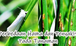 Perbedaan Hama dan Penyakit Pada Tanaman
