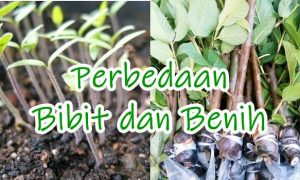 jelaskan perbedaan antara benih dengan bibit
