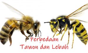 tawon dan lebah apa beda dan persamaannya
