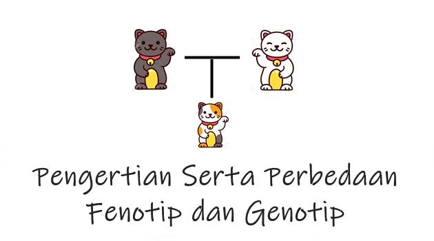Pengertian Serta Perbedaan Fenotip dan Genotip