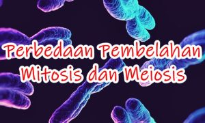 apa itu perbedaan Mitosis dan Meiosis