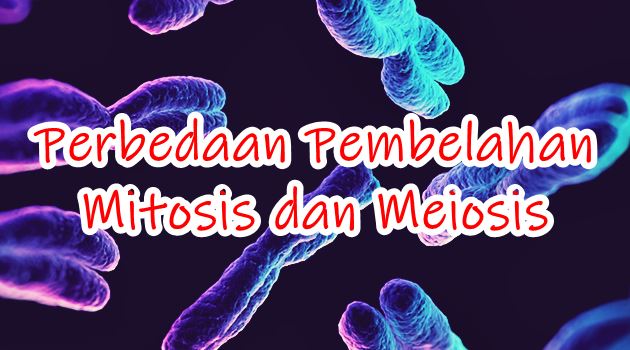 apa itu perbedaan Mitosis dan Meiosis