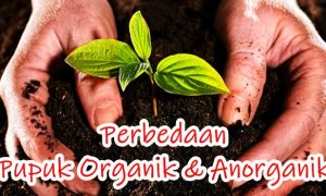 pupuk organik dan anorganik mana yang lebih baik