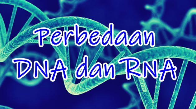 gambar perbedaan Dna dan Rna dalam bentuk tabel