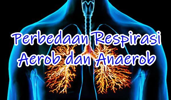 skema dan contoh respirasi Aerob dan Anaerobs