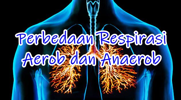 skema dan contoh respirasi Aerob dan Anaerobs