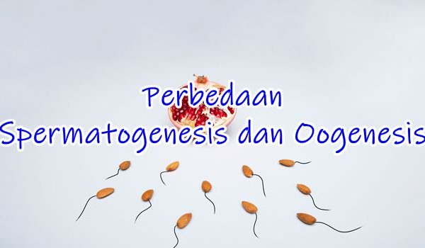 Perbedaan Spermatogenesis dan Oogenesis